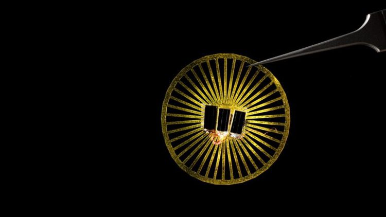 I sensori ispirati ai semi di dente di leone sono in grado di tracciare i segni del cambiamento climatico