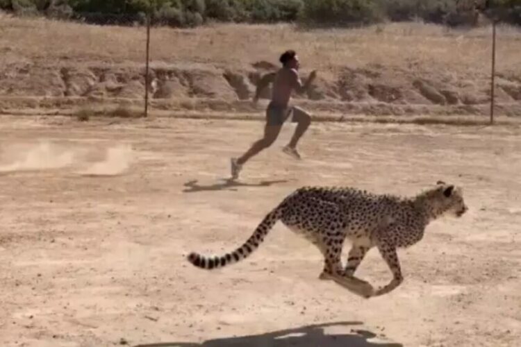 Il tour di IShowSpeed in Africa sta andando alla grande, ma non so a che punto abbia pensato che fosse una buona idea gareggiare con l’animale più veloce del mondo
